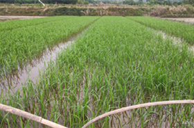 农业用地项目案例-浙江中地净土科技有限公司